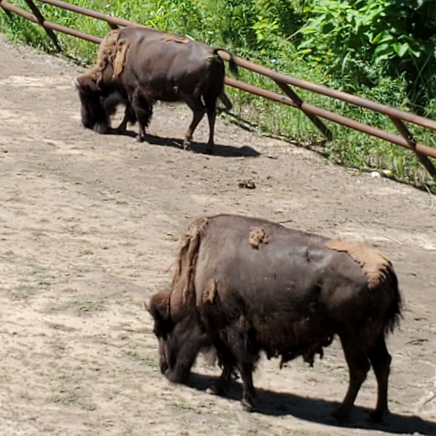 Sedgwick County Zoo 